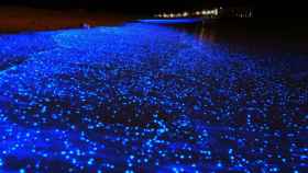 Las olas biolumniscientes son el atractivo turístico de miles de personas