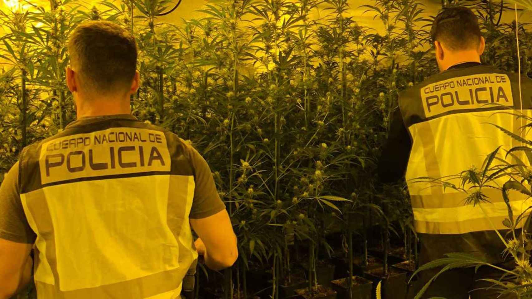 Agentes de la Policía Nacional ha detenido a siete personas y se han incautado de 137.000 euros en una operación contra la marihuana en Girona / CNP