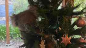 Daphne, el koala que apareció en el árbol de Navidad / @1300KOALAZ