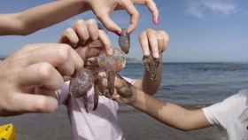 Medusas en mano de unos jóvenes en una playa / EFE