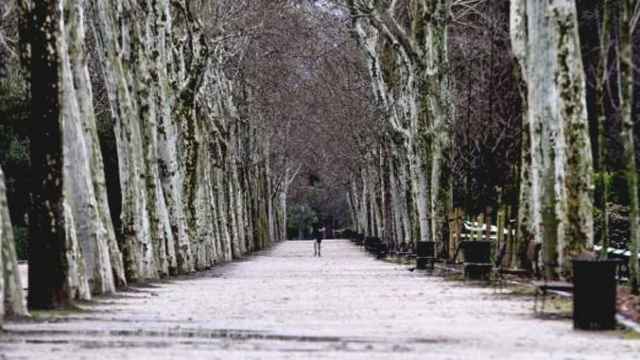 Imagen de un paseo con plátanos de sombra en Madrid, uno de los árboles más usado en el urbanismo y que genera mayores reacciones alérgicas / EFE