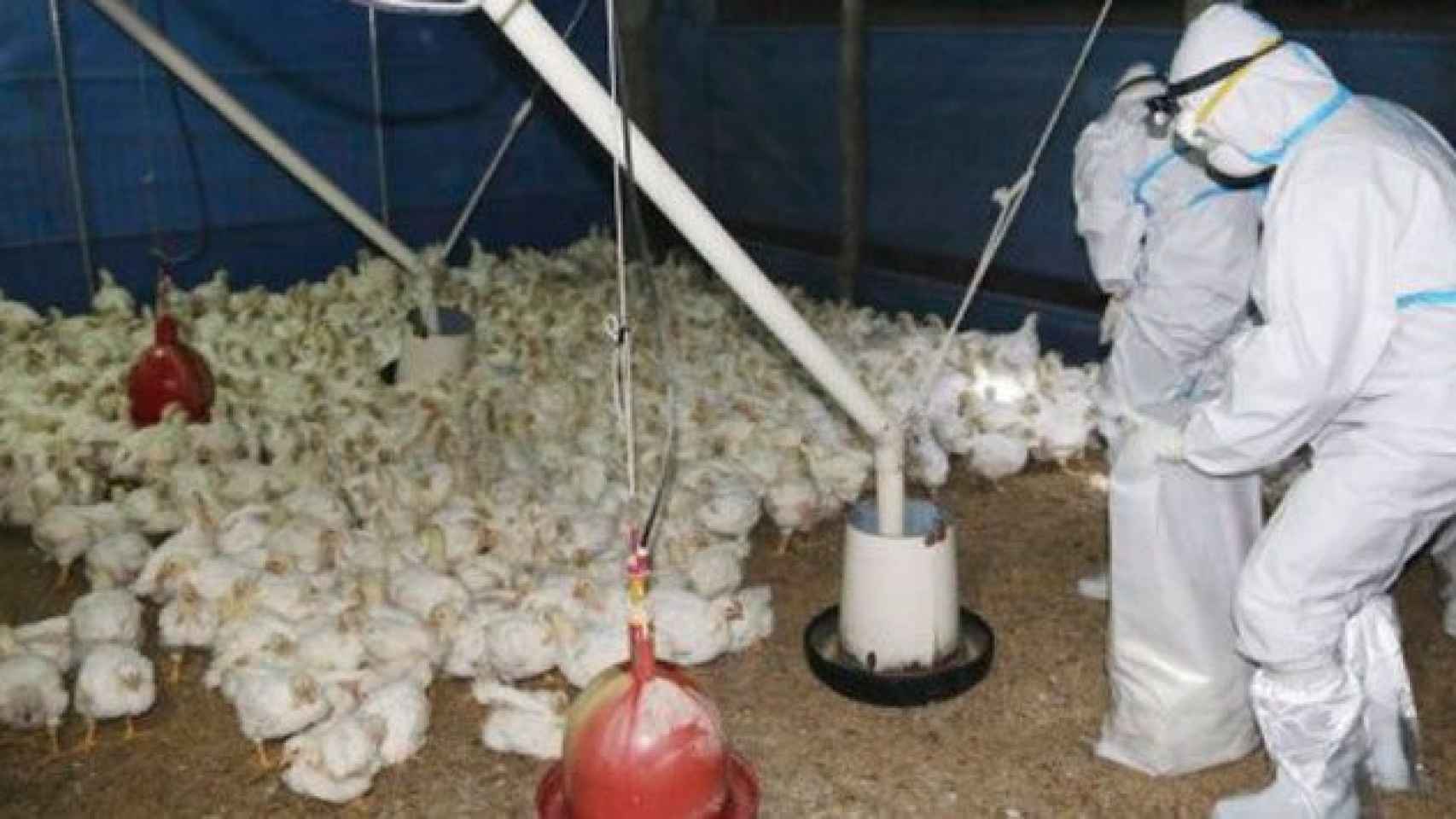 Una granja de patos contaminados por gripe aviar / AP
