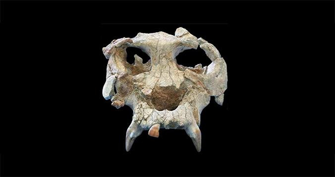 Cráneo del 'pierolapithecus catalaunicus' / ICP