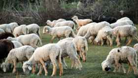 Una explotación de ganaderos con ovejas / PIXABAY