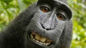 ¿Tiene este mono derechos sobre sus 'selfies'?