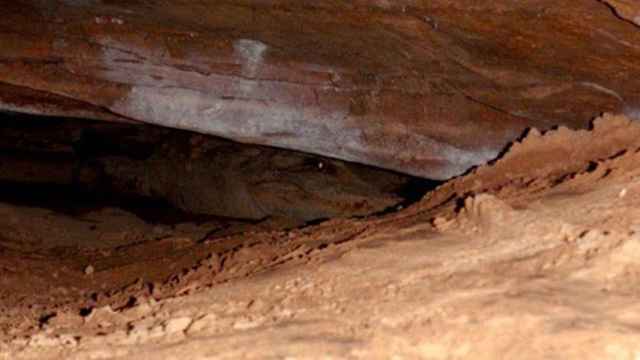 Una foto de un cocodrilo en una cueva