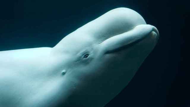 Una ballena beluga en una imagen de archivo, un cetáceo como el que se ha hallado muerto en la Barceloneta / EUROPA PRESS