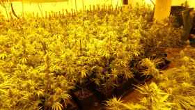 Plantación de marihuana desmantelada por los Mossos en una casa del l’Alt Penedès / MOSSOS