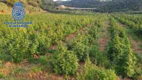 Plantación de marihuana desmantelada en Pineda de Mar / MOSSOS D'ESQUADRA