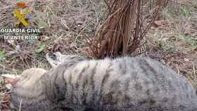 Uno de los gatos muertos en Tarragona / GUARDIA CIVIL