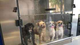 Cuatro perros esperan a ser lavados en una de las máquinas de Lavakan