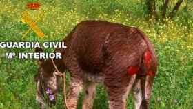 Operativo de la Guardia Civil para salvar burros del maltrato animal / CD