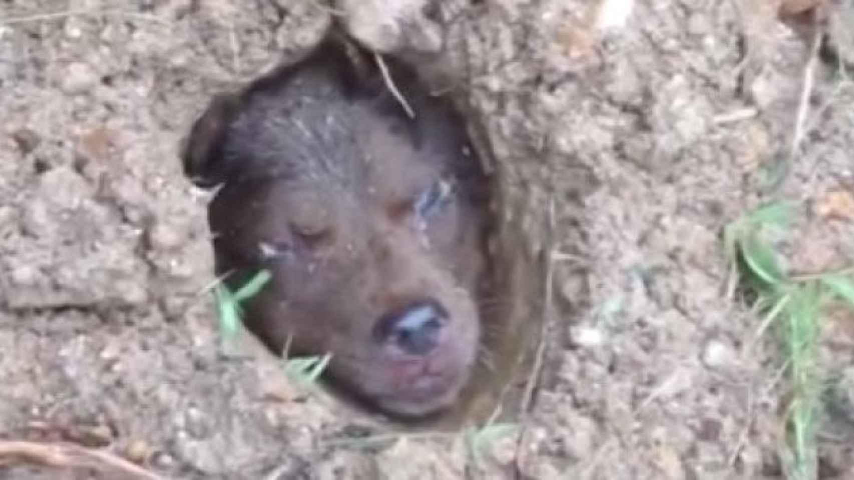 El perro fue enterrado bajo cemento vivo
