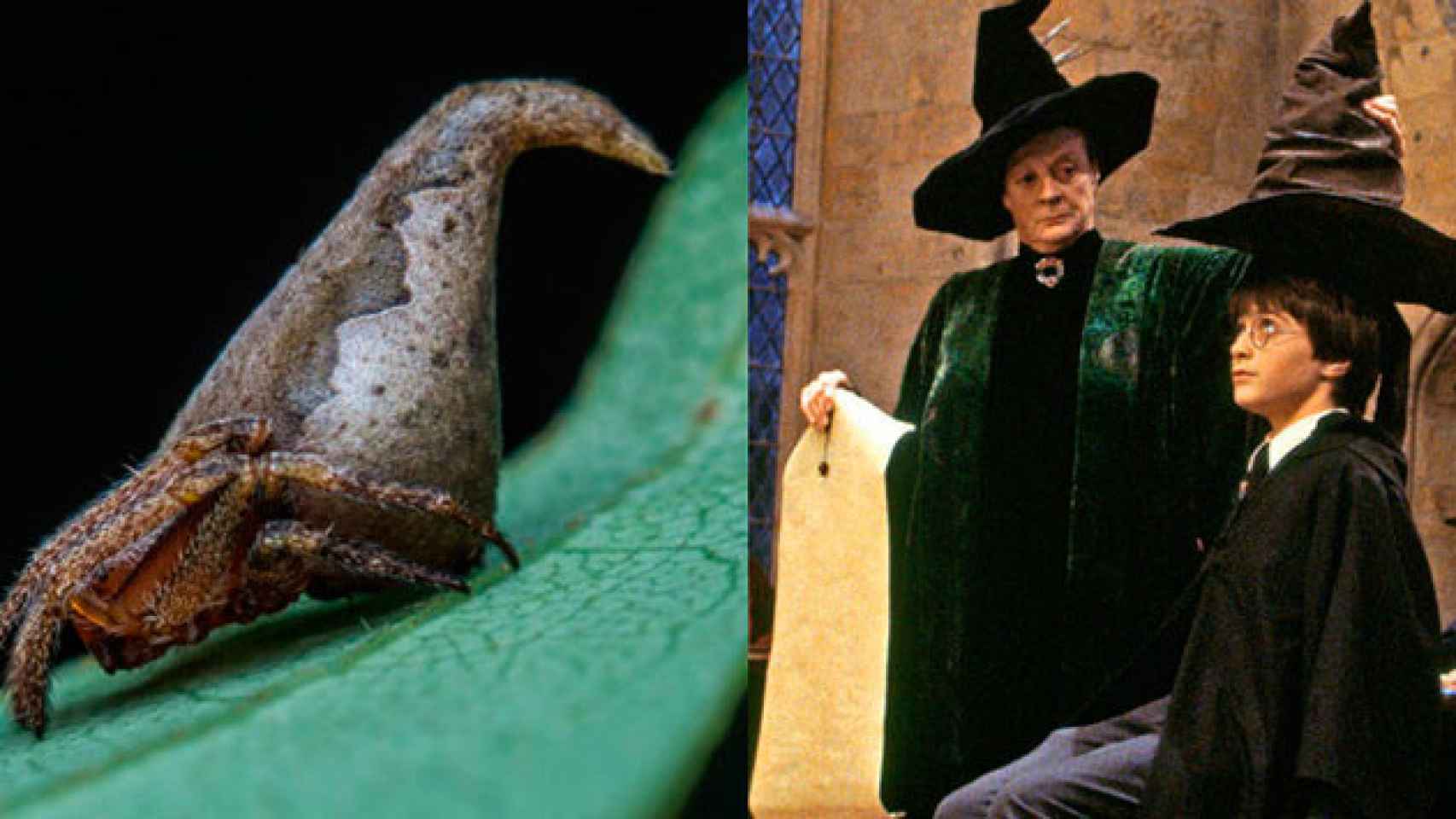 Araña Eriovixia gryffindori (i) y Harry Potter con el sombrero seleccionador (d)