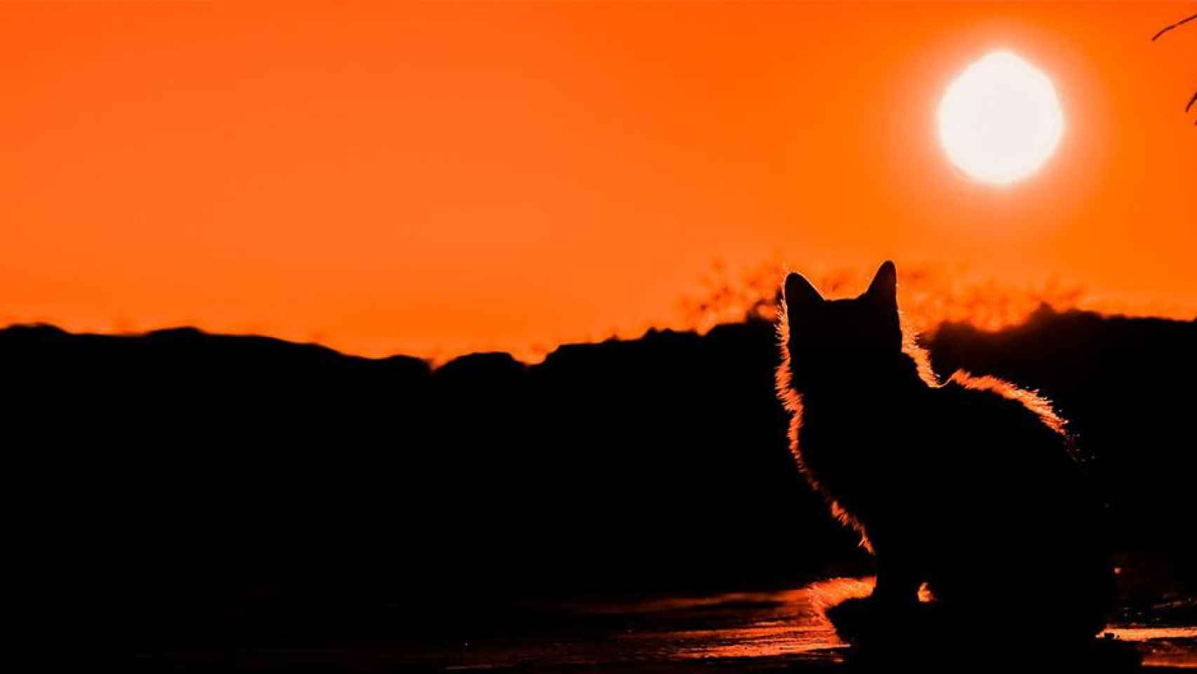 Gato mirando al sol / PIXABAY ¿Pueden ponerse morenas nuestras mascotas en verano?