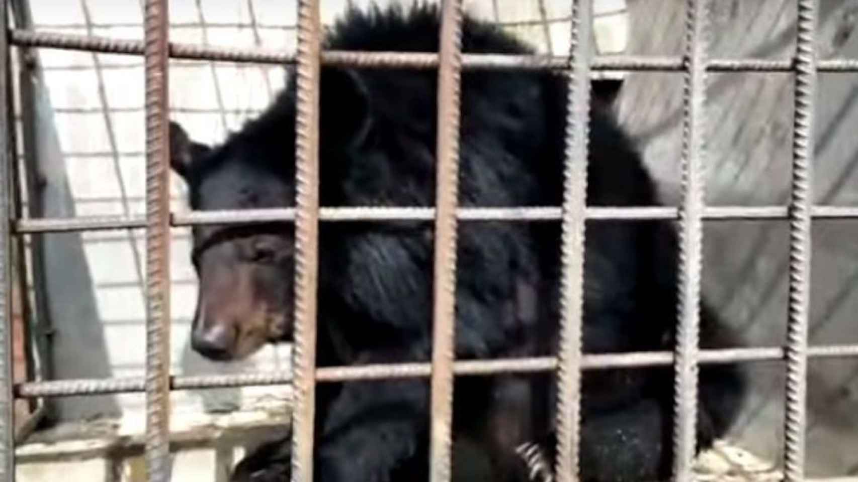 Una foto de archivo del oso rescatado