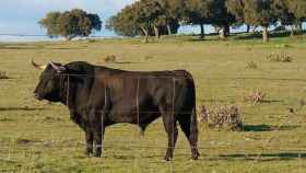 Un toro bravo pastura en los alrededores de Aranjuez (Madrid) / EFE