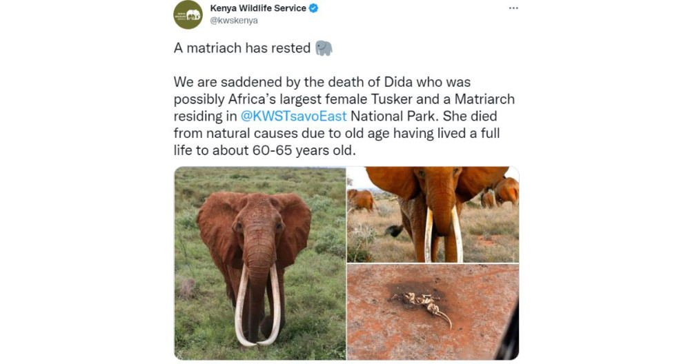 Publicación sobre la elefanta Dida / TWITTER
