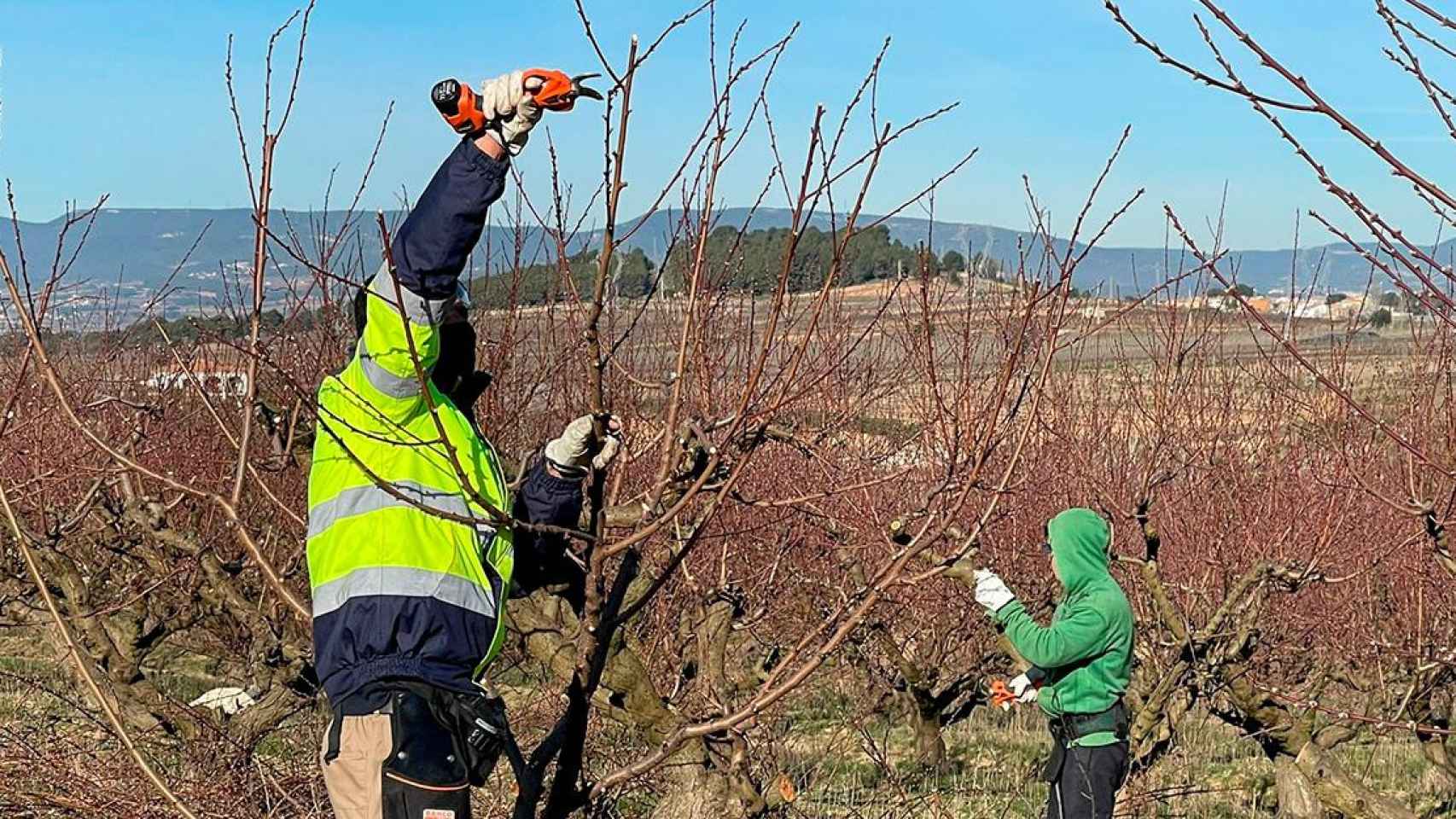 Dos jóvenes podan árboles en la iniciativa de relevo agrario Coopera, de la cooperativa Actua / DTASF