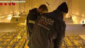 Dos agentes de los Mossos d'Esquadra durante la desarticulación de una plantación de marihuana / MOSSOS