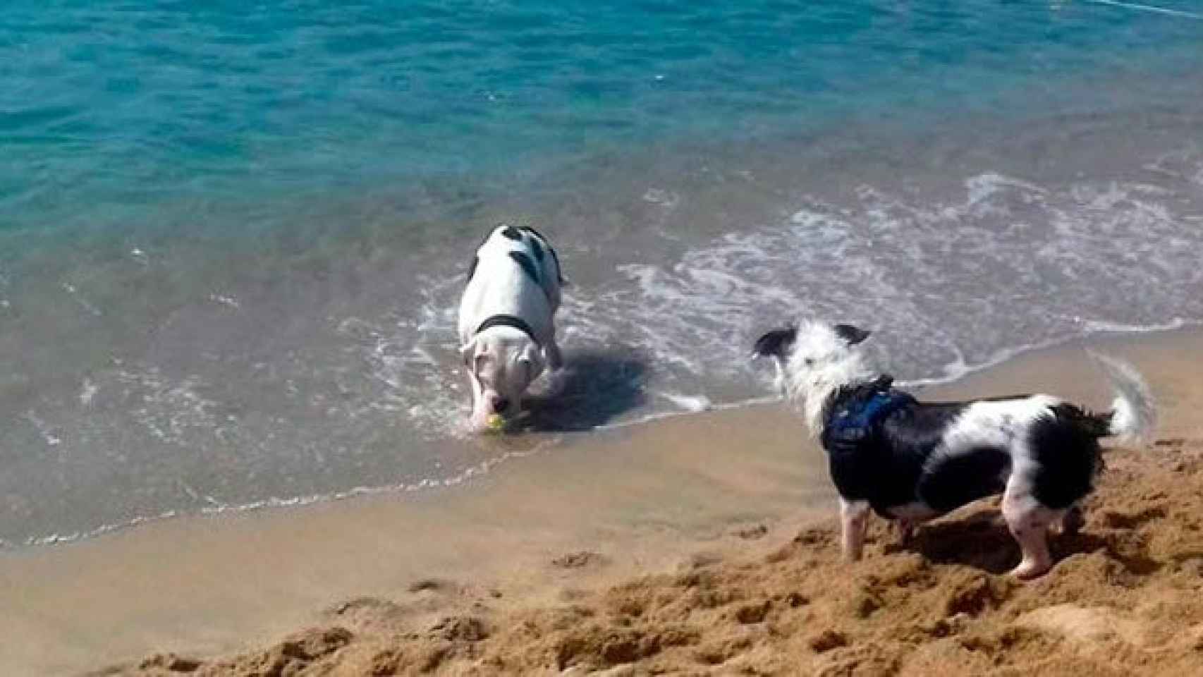 Dos perros juegan en la playa de Llevant de Barcelona / AJUNTAMENT DE BARCELONA