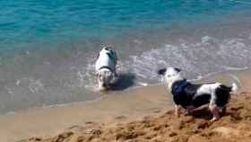 Dos perros juegan en la playa de Llevant de Barcelona / AJUNTAMENT DE BARCELONA