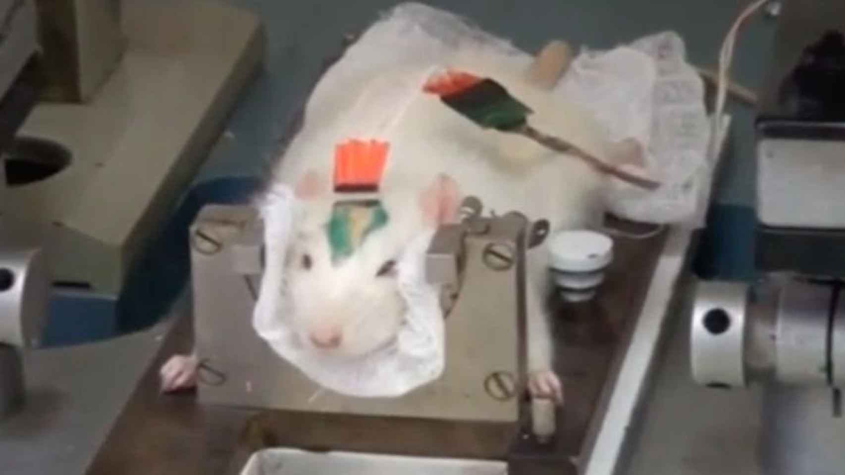 Científicos rusos investigan con ratas para detectar explosivos.