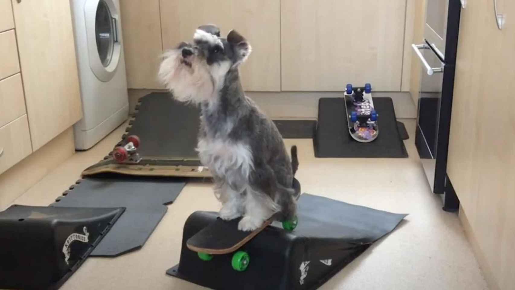 La schnauzer miniatura perrita que domina el monopatín como una profesional del ‘skateboarding’ / YOUTUBE