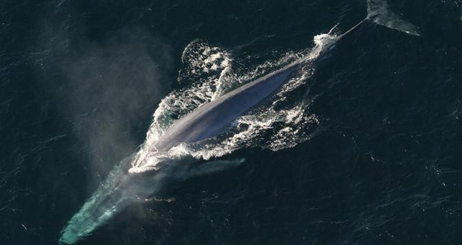 Una ballena azul cercana a la isla de Georgia del Sur / CG