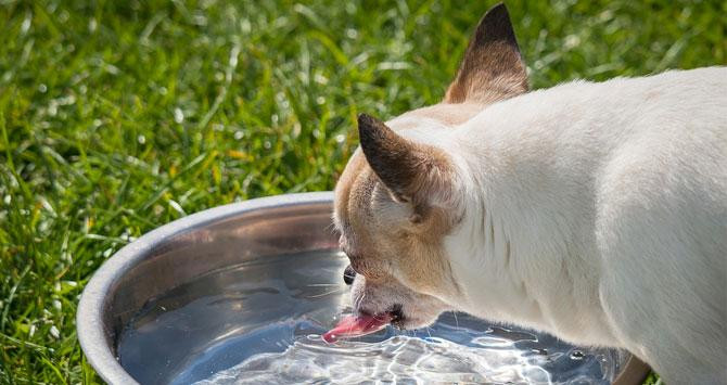 Una mascota bebiendo agua / PIXABAY