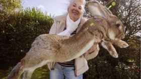 Annette Edwards sujeta a Darius, el conejo más grande del mundo / EP