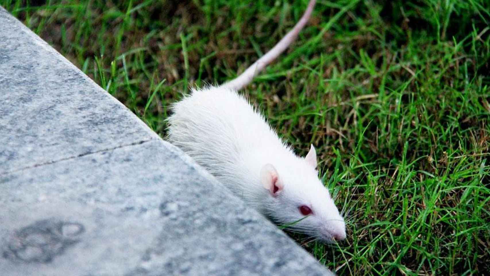 Una rata de laboratorio como la que se utilizará en esta investigación con embriones / PIXABAY