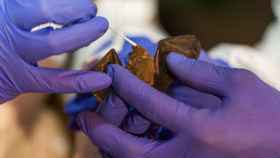 Un científico toma muestras a los murciélagos para investigar el Covid-19 / EP