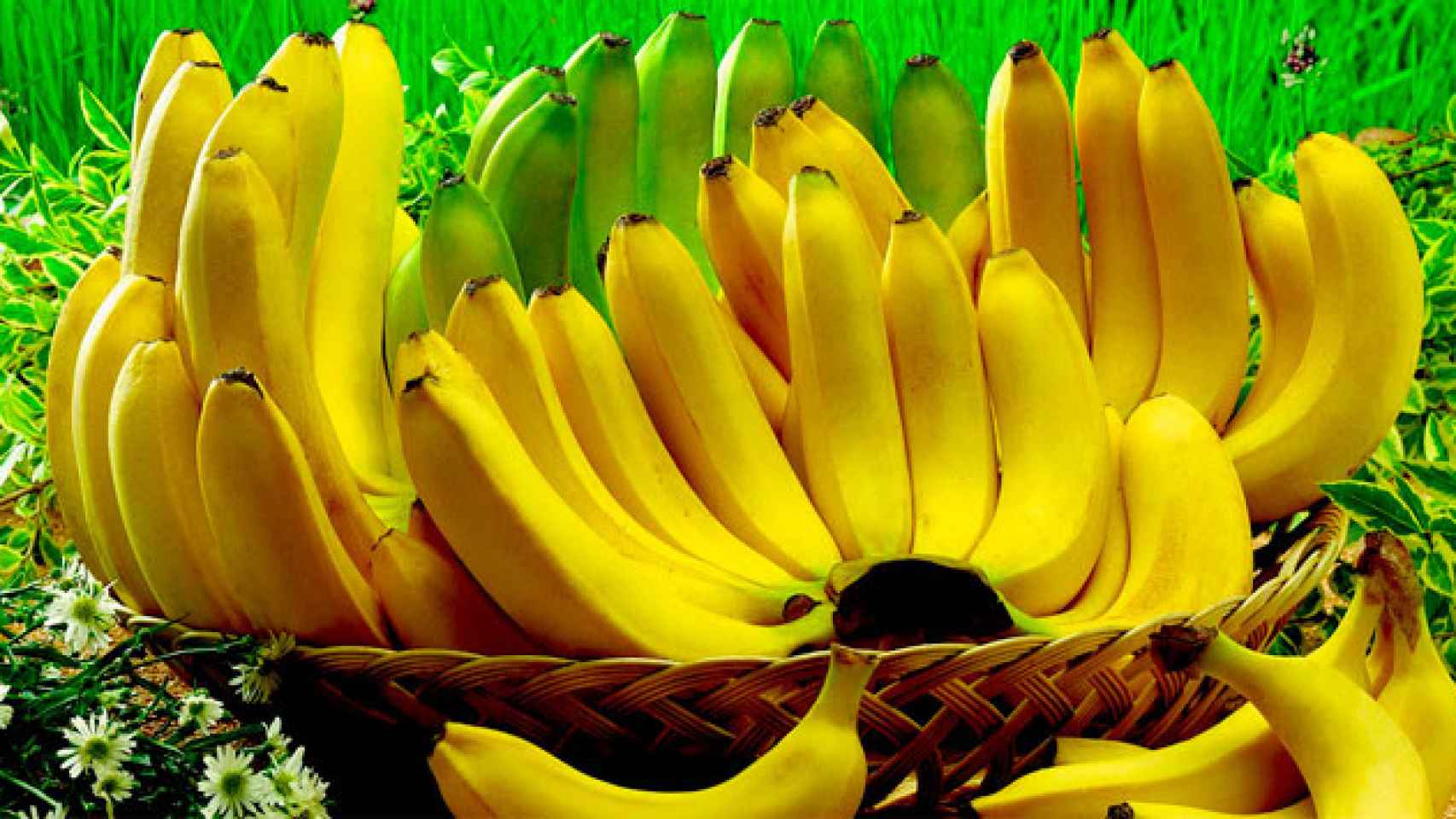 Bananas de la especie cavendish / CG