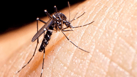 Tres nuevos casos del virus del zika --que transmiten las picaduras de mosquito-- en Cataluña.