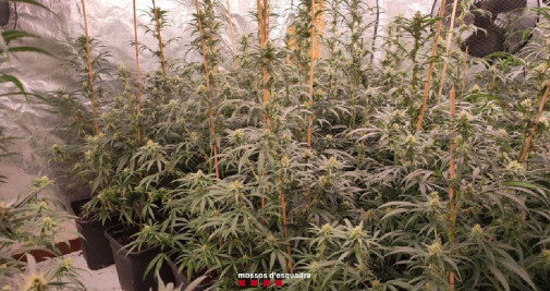 Plantación de marihuana localizada en Piera / MOSSOS D'ESQUADRA