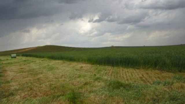 Campo de cereales / EFE