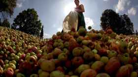 La producción de frutas dispara la renta agraria / EFE