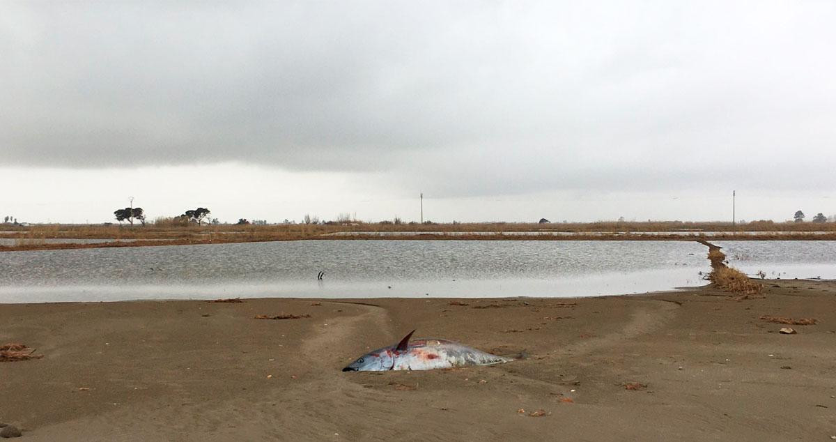 Imagen de uno de los atunes rojos que, se cree, escaparon de las granjas de engorde de Balfegó en L'Ametlla de Mar / CG