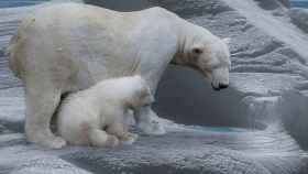 Osos polares, cuyo ecosistema se está viendo muy afectado por el cambio climático / Gerhard Gellinger EN PIXABAY