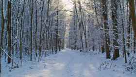 Una foto de archivo de un bosque nevado