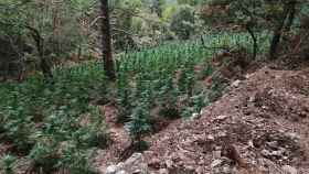 Plantación de marihuana en Prades / MOSSOS