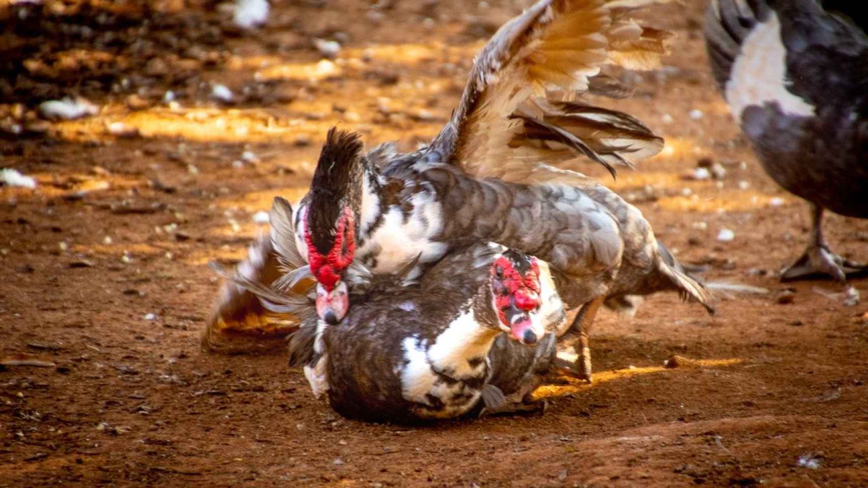 Desmantelan un criadero para peleas de gallo en Girona con más de 200 aves en estado grave
