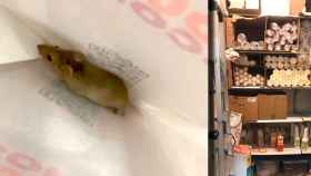 Una rata en una bolsa del Dunkin' Coffe del CC Baricentro y aspecto del amacén / CG