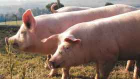 Ganado porcino en la granja de Rabionet i Gubern / FB