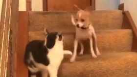 El perro y el gato mantienen una disputa en las escaleras / Twitter