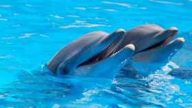 Un nuevo software permitirá a los humanos hablar con los delfines
