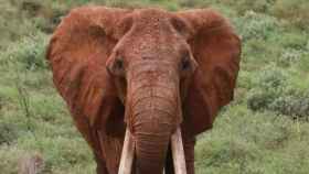 Dida, la elefanta con los colmillos más grandes de Kenia / TWITTER