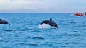 Delfines nadando cerca de una embarcación / CG
