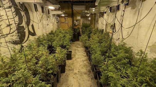 Cultivo con 150 plantas de marihuana en un piso de Sabadell / MOSSOS
